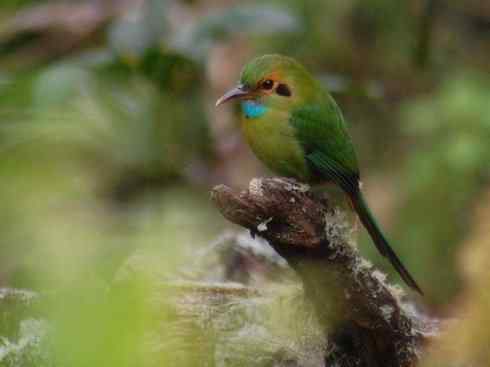 绝色攀禽：佛法僧目之翠鴗