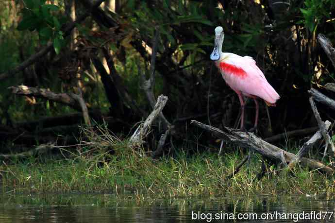 粉红琵鹭（4）