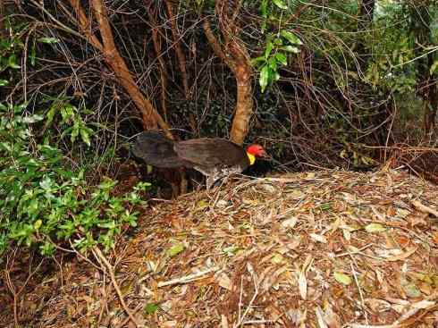 十大鸟类建筑师之三（柳莺、犀鸟）