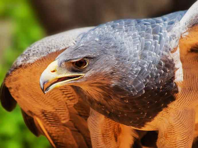 犬科：狐亚科伪狐属之阿根廷狐、山狐、达尔文狐