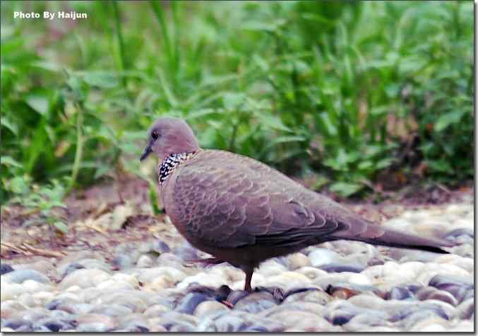 美丽从朱颈开始