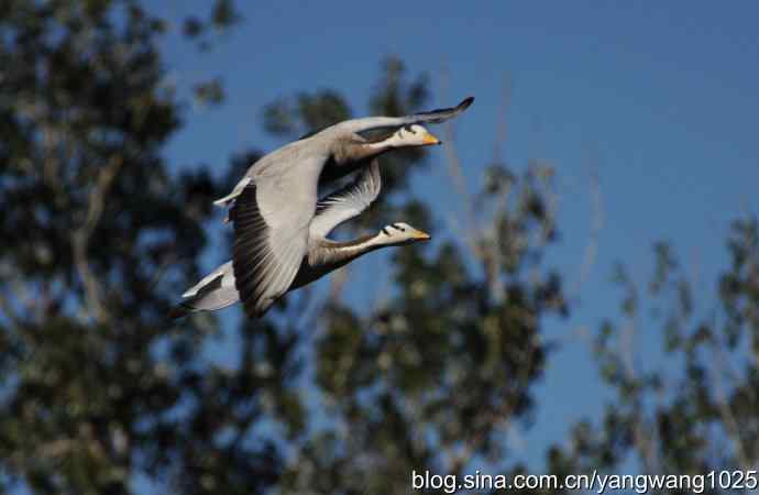 飞 wbr(斑头雁) wbr2 飞 wbr(斑头雁) wbr2