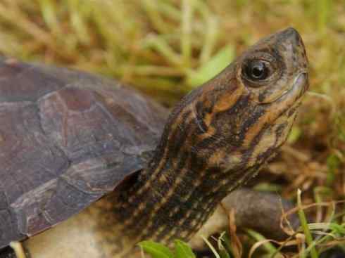 玄武：传说的兽原型探秘（鳄龟）