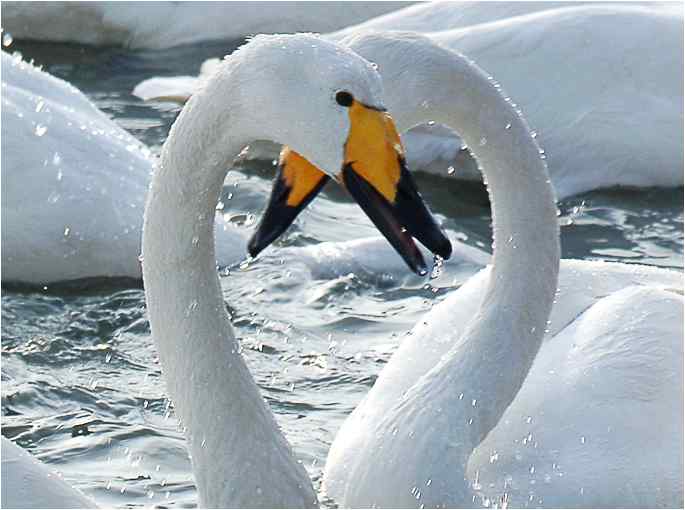 点击图片或使用键盘← →翻页