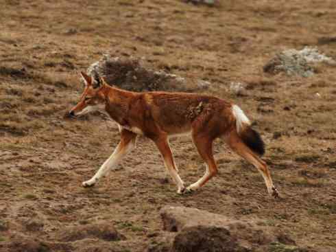 犬科:犬亚科犬属之西门豺、侧纹豺(胡狼类) 犬科:犬亚科犬属之西门豺、侧纹豺(胡狼类)