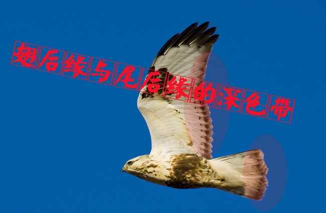 猛禽大全——中国东部地区27种迁徙类猛禽辨识