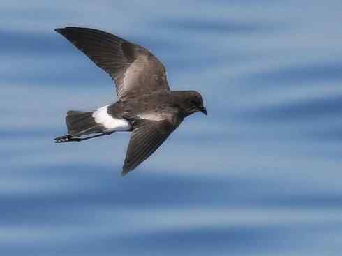 奇特的盔：雪海燕