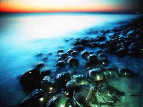 自然奇观：动物大迁徙(鲎)