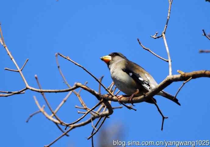 黑尾蜡嘴雀 wbr1