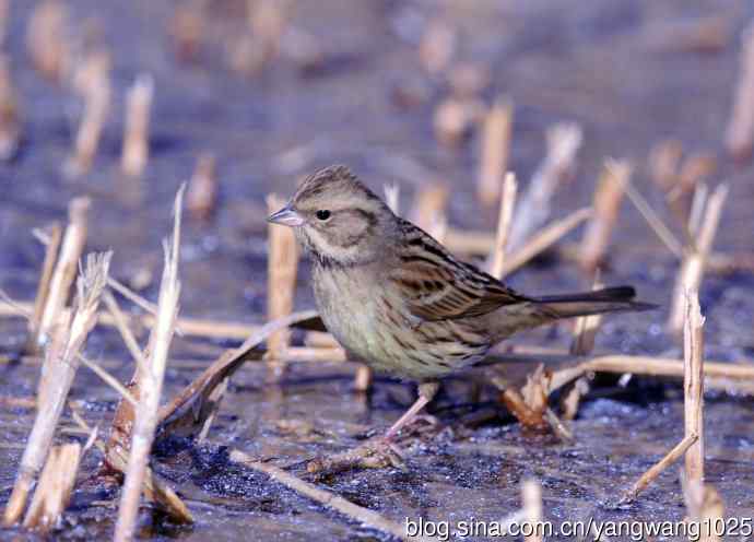 雌性灰头鹀（5）