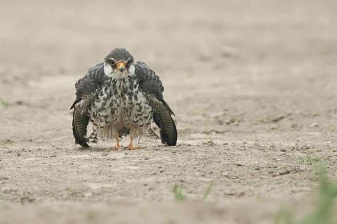 晨曲（摄于康西草原）