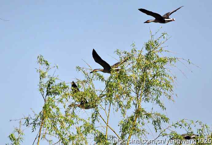 上庄水库的收获（鸿雁）2