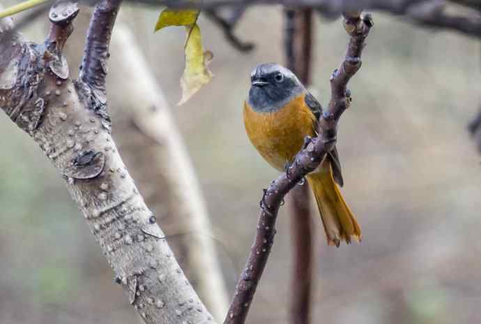 230.打鸟归来收获多多---2.北红尾鸲 230.打鸟归来收获多多---2.北红尾鸲