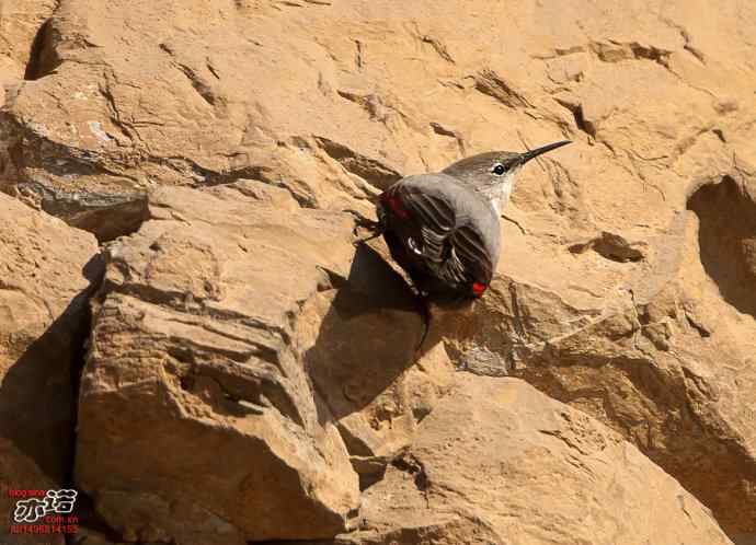 北京十渡&nbsp;wbr路&nbsp;wbr红翅旋壁雀