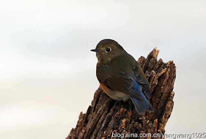 红肋蓝尾鸲（雌性）1