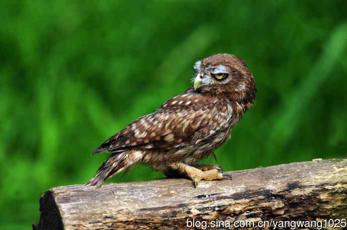 纵纹腹小鸮（1）