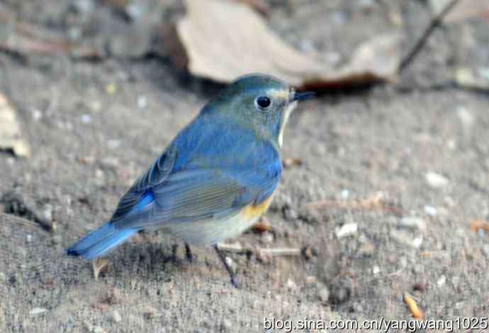 雄性红肋蓝尾鸲 wbr1