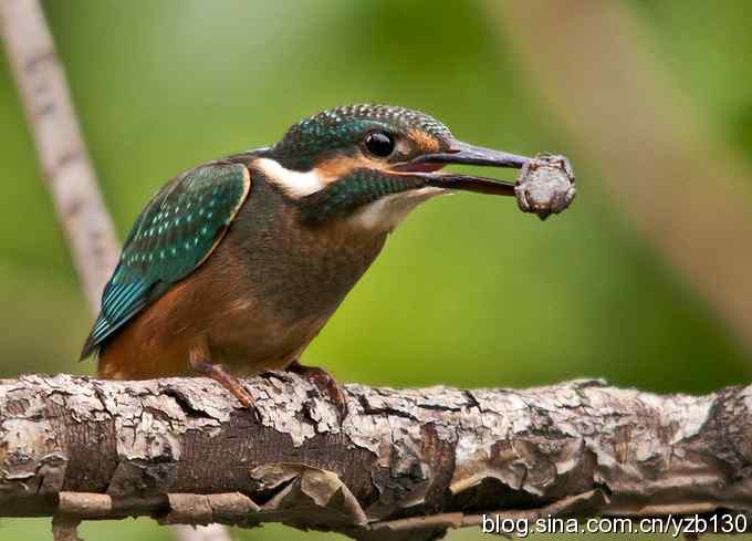 小翠吃蛙（组图，8张图片）