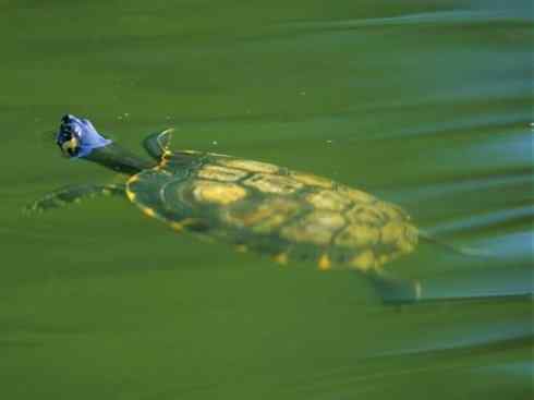 玄武：传说的兽原型探秘（潮龟）