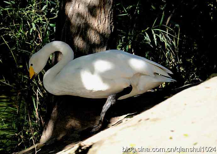 白天鹅.悠然自得(动物园)