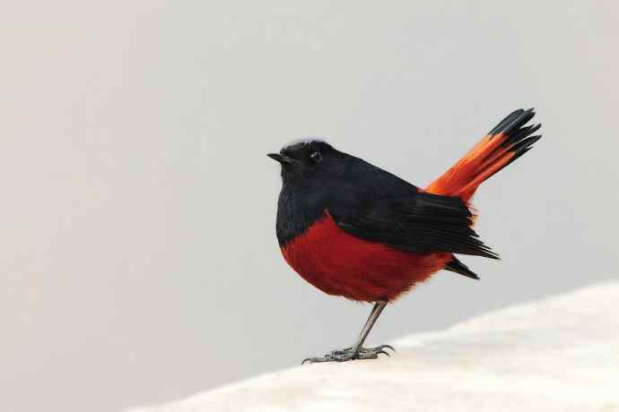 蹊跷鈥斺敯锥ハ洞骰颐倍