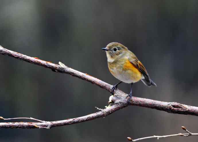 雌性红胁蓝尾鸲(14) 雌性红胁蓝尾鸲(14)
