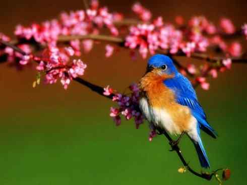 美丽无罪：雀鸟之红尾鸲