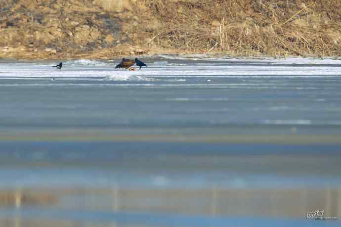 对黑耳鸢K07-012837的12次记录 对黑耳鸢K07-012837的12次记录