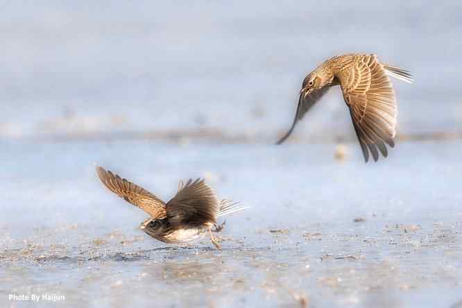 康西草原de短趾百灵