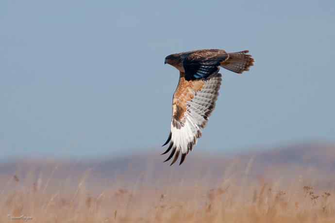 草原追梦. 蓝天鵟影