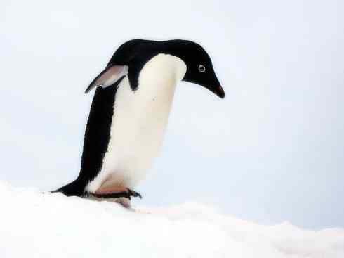 鸟类之最:巴布亚企鹅 鸟类之最:巴布亚企鹅