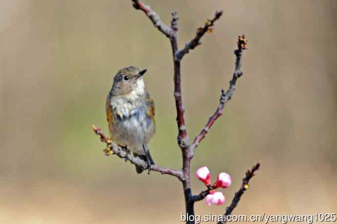 桃树枝头的雌性红胁蓝尾鸲（2）