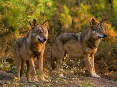 狈：传说的兽原型探秘（狼）