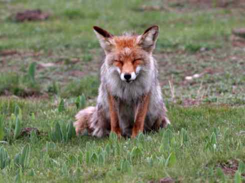 犬科：狐亚科狐属