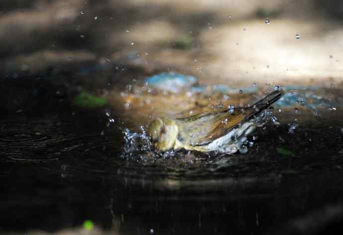 浴（雌性蓝歌鸲）