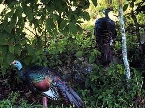 奇特的盔：眼斑吐绶鸡