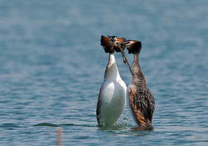 颐和园的凤头