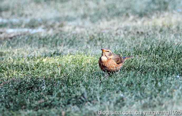 杂片（随走随拍）