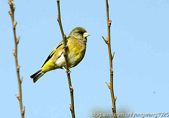 艰难(大风中的金翅鸟纪实) 艰难(大风中的金翅鸟纪实)