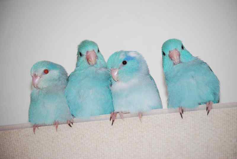 细嘴兀鹫在柬埔寨繁殖