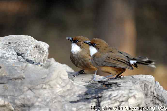 北京又现新品种(白喉噪鹛) wbr2