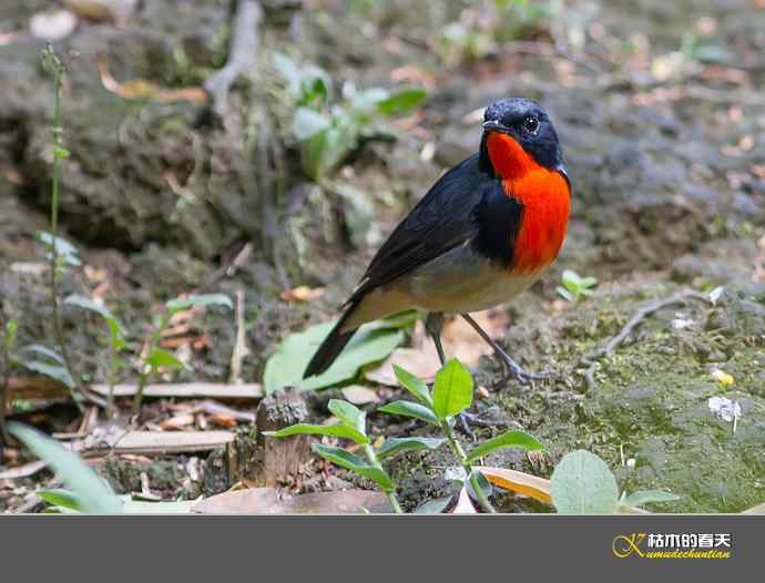 拍到鈥溄鹦馗桊垛