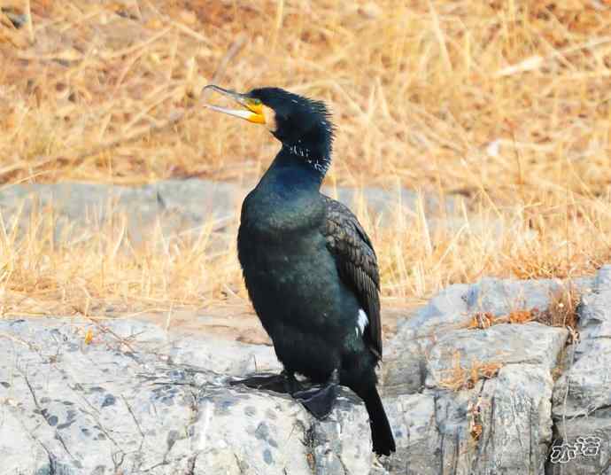 自我陶醉的鸬鹚 自我陶醉的鸬鹚