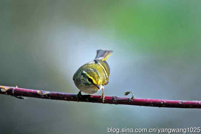 黄腰柳莺（23）