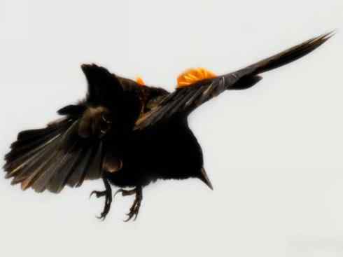 雀鸟也彪悍:小鸟也疯狂(红翅黑鹂) 雀鸟也彪悍:小鸟也疯狂(红翅黑鹂——拟鹂科的战斗种族)