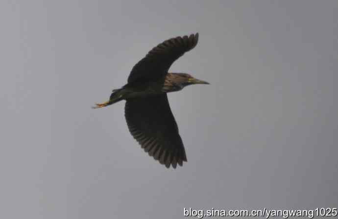 夜鹭(大丽抓拍) 夜鹭(大丽抓拍)