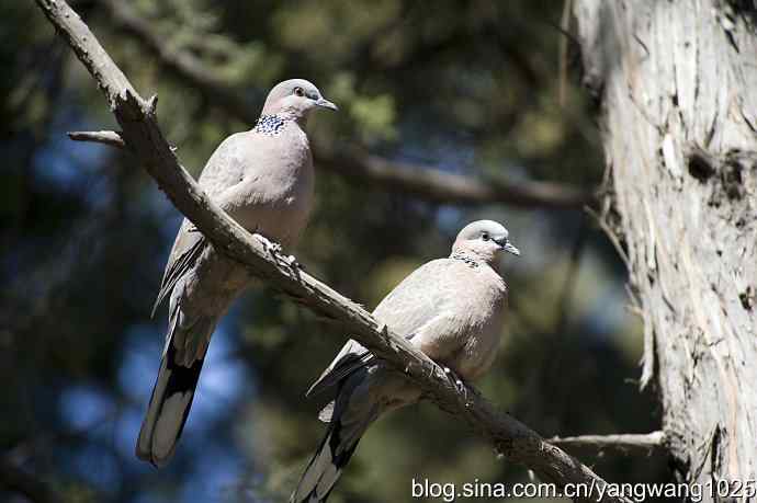 自然和谐的日坛公园（珠颈斑鸠）