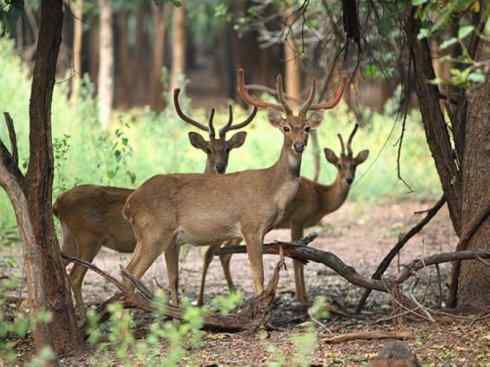 麒麟：传说的兽原型探秘（梅花鹿）