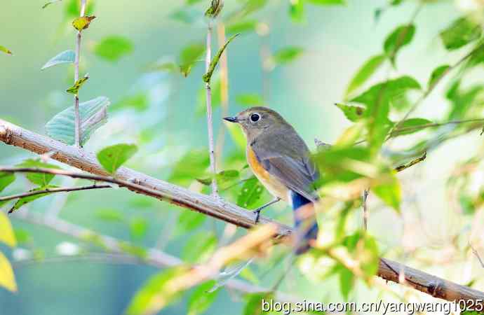 雌性红胁蓝尾鸲 雌性红胁蓝尾鸲