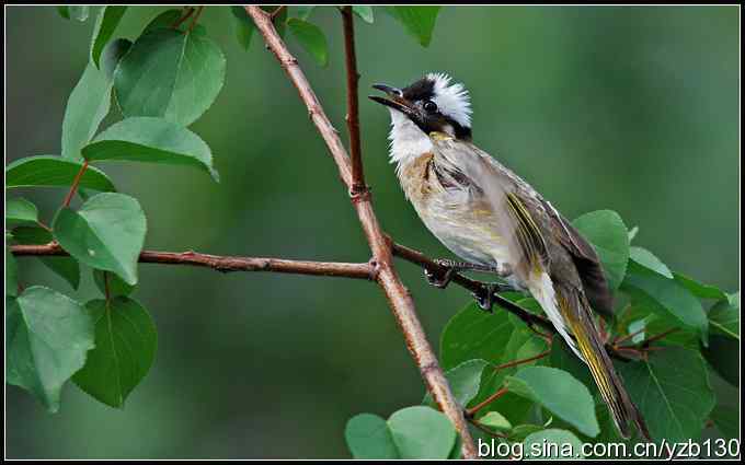 金海湖的鸟（2）——白头翁（组图）